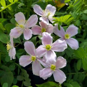 クレマチス,クレマチス,クレマチス モンタナ,クレマチス モンタナ,ピンクの花の画像