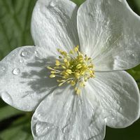 ニリンソウ,花壇,ガーデニング,山野草,キンポウゲ科の画像