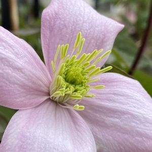 クレマチス,クレマチス モンタナ,今日の１枚,今日のお花,ちょっと過去picの画像