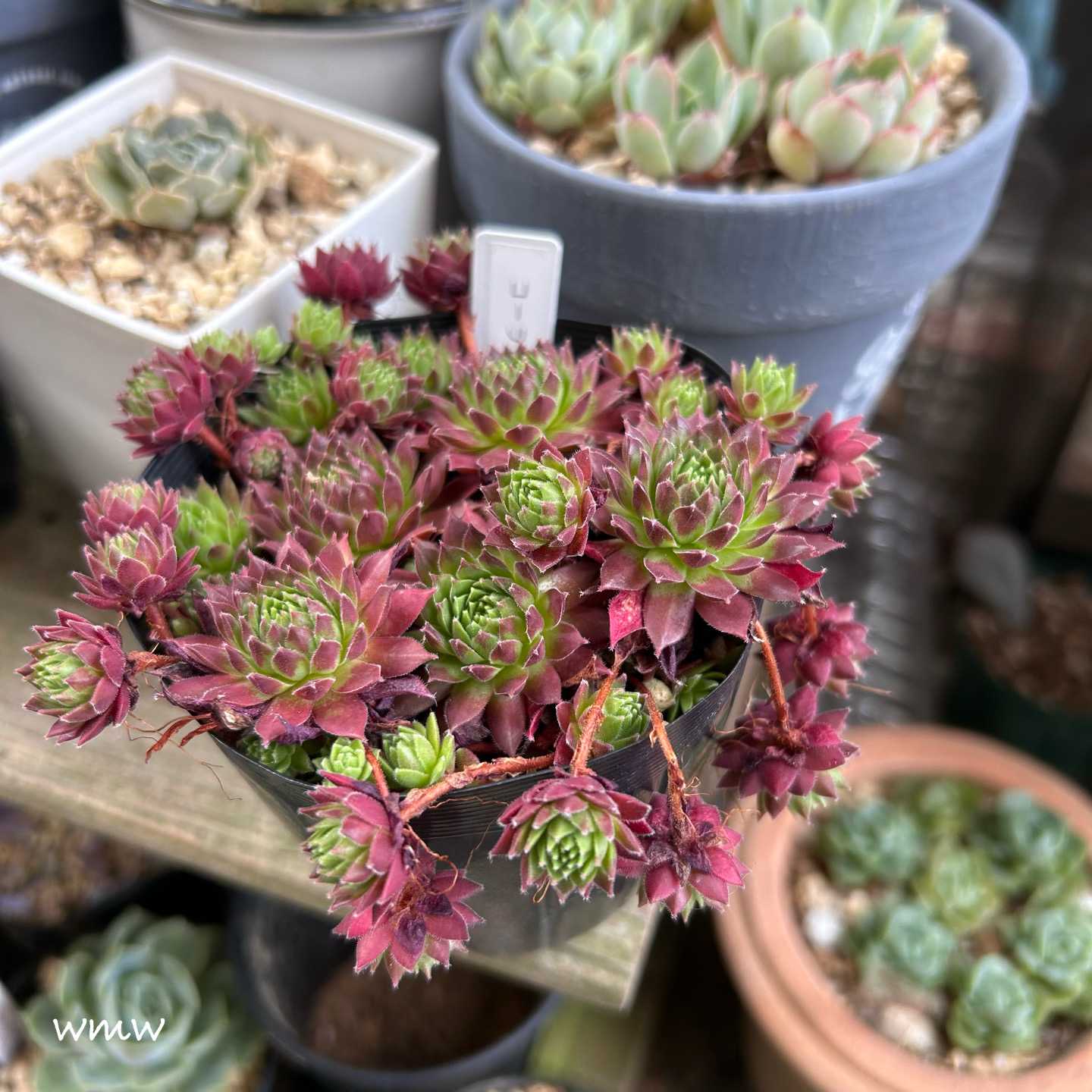 パシフィックレッドローズの一覧｜🍀GreenSnap（グリーンスナップ）