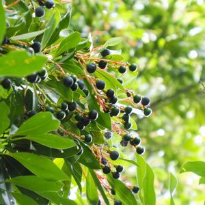 タブノキ,イヌマキ,ナチュラルガーデン,田舎暮らし,花のある暮らしの画像