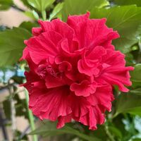ハイビスカス,ポインセチア,ハイビスカス 八重咲き,フォーチュンベゴニア,ハイビスカス 常夏の香りの画像