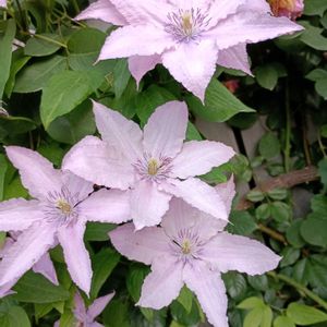 屋上庭園の画像