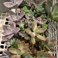 秋麗,マッコス,カリフォルニアサンセット,多肉植物,葉挿しの画像