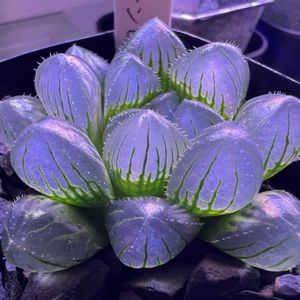 多肉植物,ハオルチア属,ハオルシア属     ,多肉中毒,ガチンコハオルチアクラブの画像