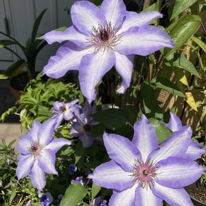 クレマチス モンタナ,クレマチス 白万重,クレマチス カートマニージョ,クレマチス はやて,クレマチス 美佐世の画像