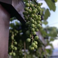 ニワウメ,ロシアンセージ,紅伊豆,畑の野菜。,今朝の収穫野菜の画像