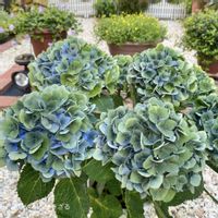 アジサイ,アジサイ,ハイドランジア,ハイドランジアブルーマーブルソーダ,ハイドランジアブルーマーブルソーダの画像