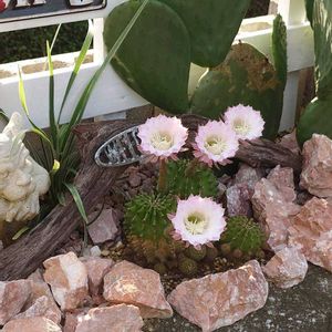 サボテン,DIY,咲いた！,今日の一枚,玄関アプローチの画像
