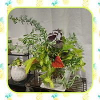 コリウス,ハーデンベルギア,コプロスマコーヒー,ロータス ブリムストーン,ヒューケラ オブシディアンの画像