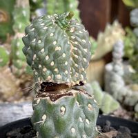 トップシータービー,ボカサナ フレッド,キリンドロプンチア 拳骨団扇,ネウケンシス,多肉植物の画像
