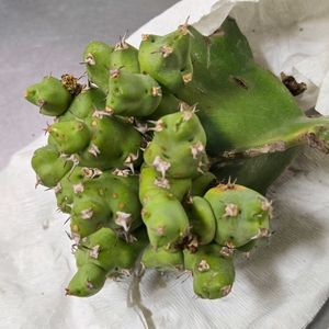 Euphorbia clivicola・,ユーフォルビア クリビコラ,ユーフォルビア,サボテン接ぎ木,キッチンの画像