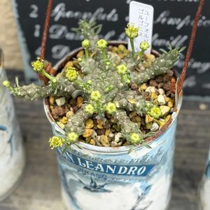 サボテン,ゴルゴニス,竜神木,瑠璃兜錦,ユーフォルビア ゴルゴニスの画像