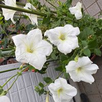 コンボルブルスの画像