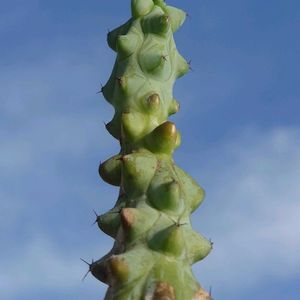 サボテン,福禄竜神木,多肉植物,珍奇植物,my succulentの画像