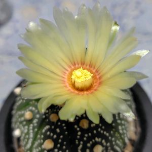 多肉植物,観葉植物,サボテンの花,さぼてんの花,部屋の画像