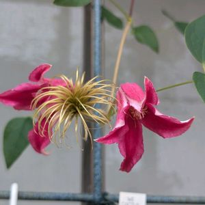緋牡丹,クレマチス プリンセスダイアナ,ツルビニカルプス烏城丸,ギムノカリキウム ワグエル,サボテンの花の画像