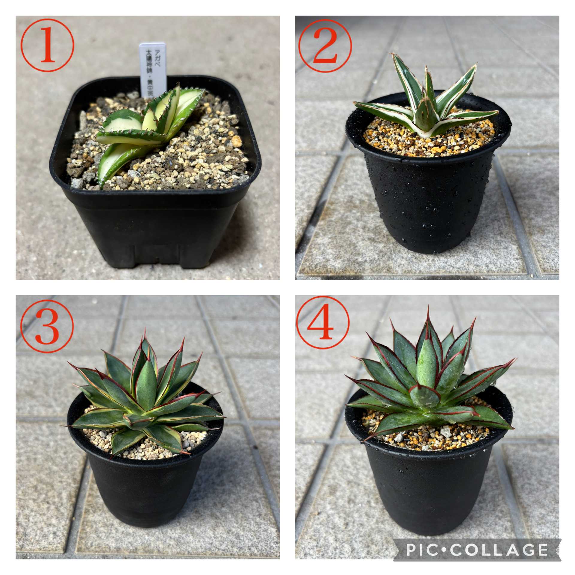 アガベ【氷山】多肉植物② アガベ【氷山】多肉植物②