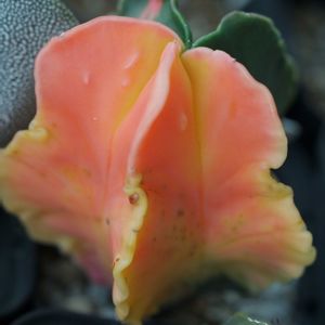 ハオルチア,多肉植物,観葉植物,塊根植物,サボテン科の画像