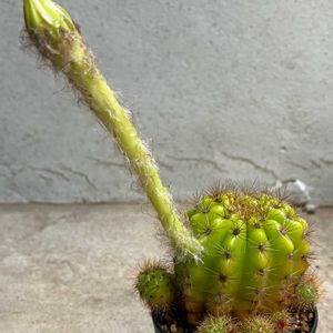サボテン,金盛丸,キンセイマル,多肉植物,ベランダの画像
