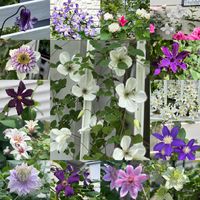 クレマチス,クレマチス　アフロディーテ・エレガフミナ,クレマチス・シロマンエ,クレマチス プリンセスダイアナ,クレマチス ビエネッタの画像