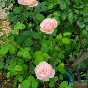 バラ,ジェントル・ハーマイオニー,ナチュラルガーデン,イングリッシュガーデン,花は癒やし♡の画像