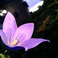 桔梗(白),桔梗(白),キキョウ（桔梗）,キキョウ（桔梗）,花言葉の画像