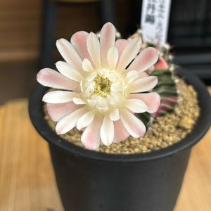 サボテン,ギムノカリキウ厶 ミハノビッチ,可愛い,感謝,楽しみ〜の画像