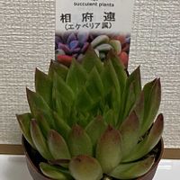 カランコエ,エケベリア,多肉植物,コチレドン ,クラッスラの画像