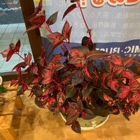 オタフクナンテンの画像