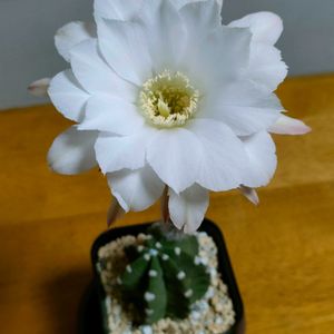 サボテン,サボテン 大豪丸,エキノプシス,うとぅくすぃの画像