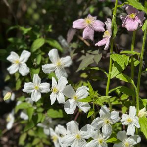 クレマチス,クレマチス,クレマチス モンタナ,クレマチス アラベラ,クレマチス モンタナ エリザベスの画像