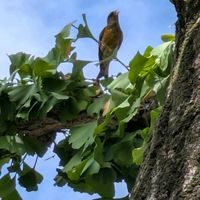 アガパンサス,アジサイ,ウォーターマッシュルーム,トクサ,ウォーターバコパの画像
