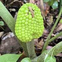 キンラン,サトイモ科,ムサシアブミ,トウゲシバ,ムラサキニガナの画像