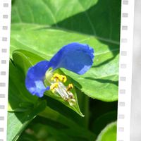 アガパンサス,サルビア・アズレア,ツユクサ,ブローディア,ベロニカの画像