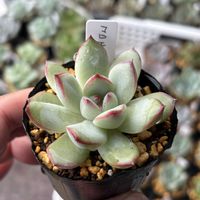 コロキ,多肉植物,成長記録,タニラー,多肉男子の画像