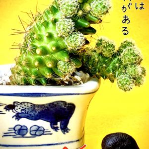 サボテン,銀手毬,ギンテマリ,iPhone撮影,スマホ撮影の画像