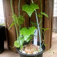キクランテロプシス・パルビフローラ,塊根植物,成長記録,コーデックス,お気に入り♡の画像