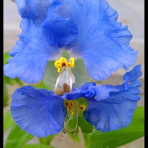 アオバナ,クレマチス,青い花,母の日プレゼント,紫色の花の画像