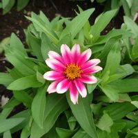 ジニア（百日草）の画像