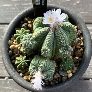 花籠,多肉植物,開花,サボテン科,ベランダーの画像
