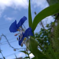 ツユクサ,ツユクサ,ツユクサ(露草),ツユクサ(露草),ツユクサ(露草)の画像