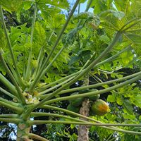 パパイア,パパイアの花,多肉初心者,お出掛け先,おでかけ先の画像