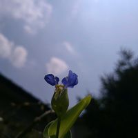 ツユクサ,ツユクサ,ツユクサ(露草),ツユクサ(露草),花言葉の画像