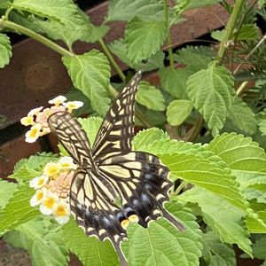 ランタナ,ランタナ,レンガ,花と生き物,庭の画像