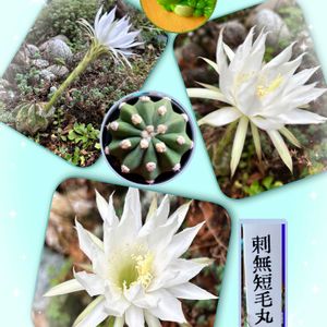 刺無短毛丸,サボテンの花,GSのみなさんに感謝♡,心穏やかに♡,今日も素敵な1日を〜の画像