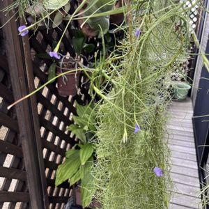 チランジア属,インテリアグリーン,植物のある暮らし,植中毒,エアープランツ/チランジアの画像