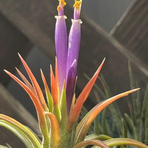 イオナンタ,チランジア属,インテリアグリーン,植物のある暮らし,植中毒の画像