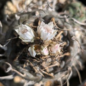 ロフォフォラ 銀冠玉,ツルビニカルプス アロンソイ,ツルビニカルプス烏城丸,サボテンの花,平和を願うの画像
