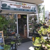 多肉植物,ウラボシ科,ビカクシダ属,食中植物,塊根の画像